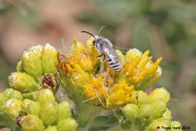 Native bee