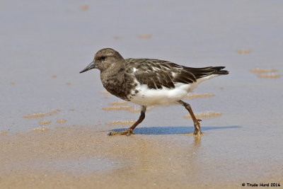 Black Turnstone  