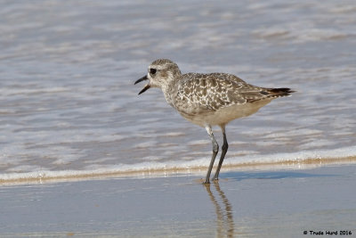 Black-bellied Plover eating sand crab