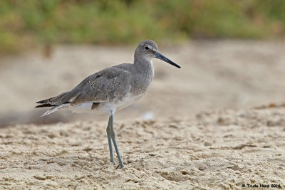 Willet molting into gray winter coat