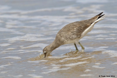 Willet going after sand crab
