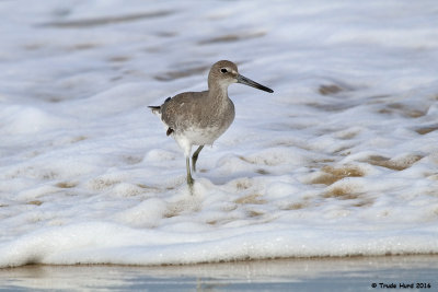 Sea Foam