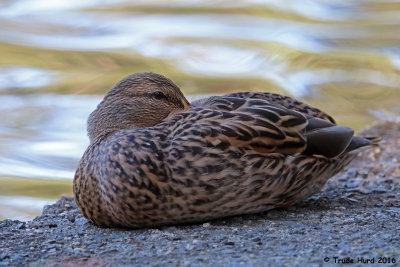 Mallard female