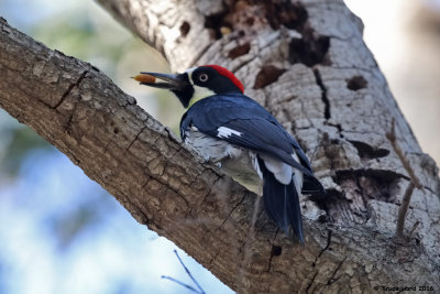 Acorn Woodpecker in oaks above