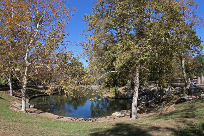 Sycamores turning fall colors