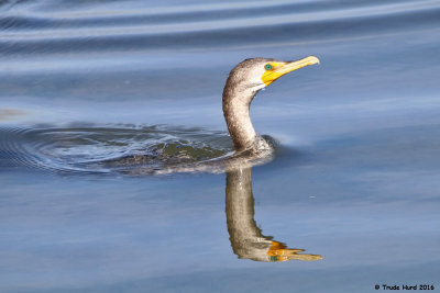 Double-crested Cormorant  