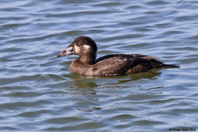Surf Scoter female