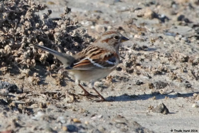 AMERICAN TREE SPARROW, my first one!