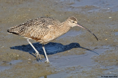 Long-billed Curlew Foraging  