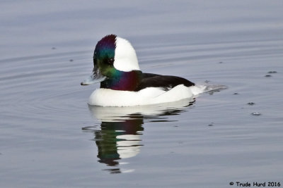 Bufflehead 