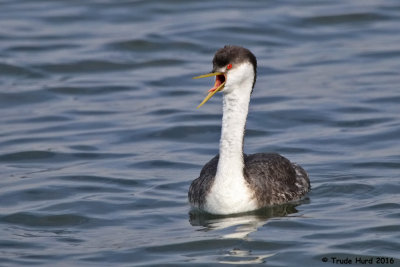 Western Grebe says Get Out Into Nature!