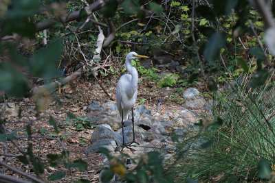 Great Egret hunting in the koi pond!