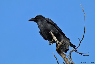 Raven talking rattles and croaks atop sycamore