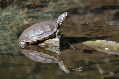 Red-eared Slider reflection