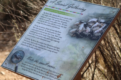 Interpretive sign about bats