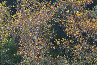 Sycamore changing colors