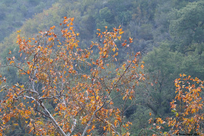 Sycamore changing colors