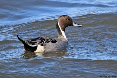 Northern Pintail, male