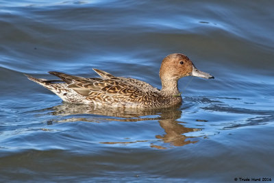 Northern Pintail, female (see her long tail)