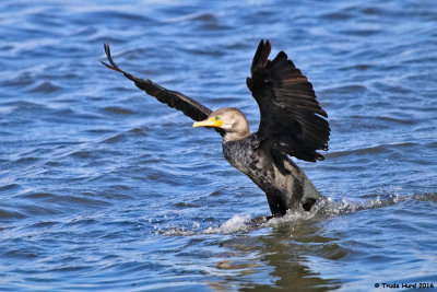 Double-crested Cormorant, landing