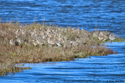 Marbled Godwits resting out of wind