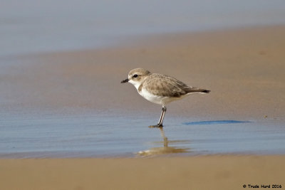 Snowy Plover, a threatened species