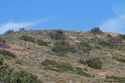 spring_at_irvine_park_2015