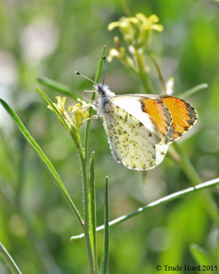 Sara Orangetip