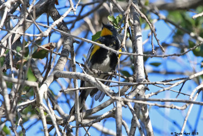 Yellow-rumped Warbler alternate plumage
