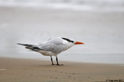 Royal Tern in winter  
