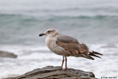 Western Gull 
