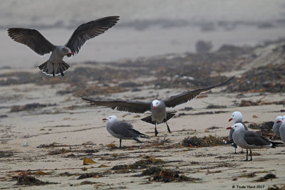 Heerman's Gulls  