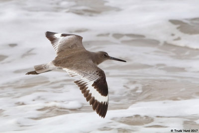 Willet flying 