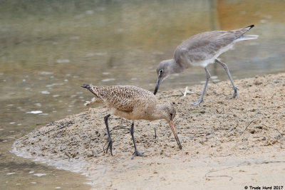 Compare Willet to Marbled Godwit (front)