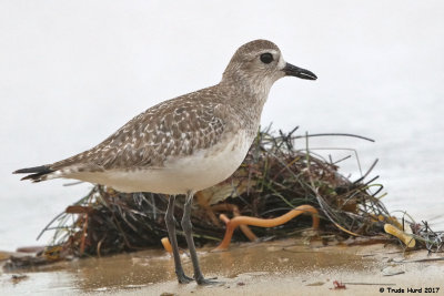 Black-bellied Plover