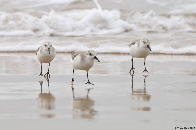 Sanderlings approach  