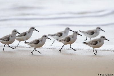 Sanderlings!