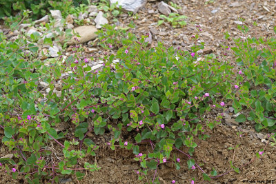 Wishbone Bush 