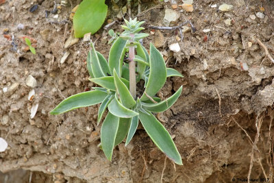 Dudleya  