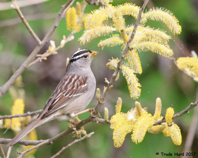 White-crowned Sparrow eat willow flowers