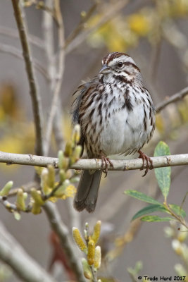 Song Sparrow with all its stripes and spots