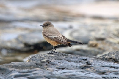 Say's Phoebe