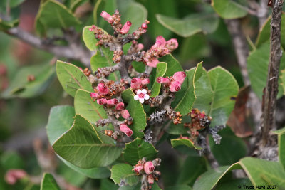 Lemonadeberry flower and fruit