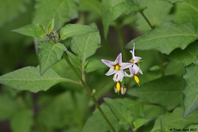 Nightshade flower