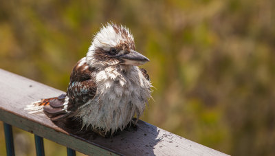 Kookaburra001.jpg