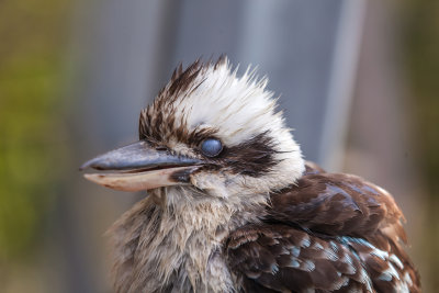 Kookaburra002.jpg