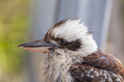 Kookaburra003.jpg