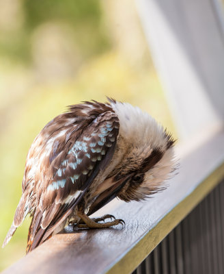 Kookaburra005.jpg