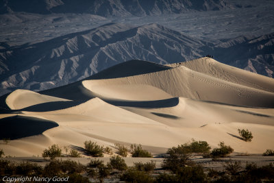 Desert Life:  restoration through sparseness ... 