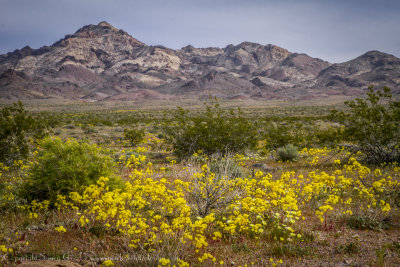 Wildflowers of the Mojave Desert